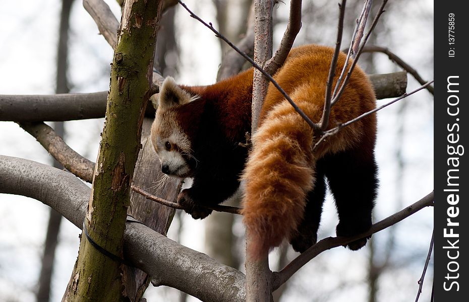 Red panda in ZOO Ostrava