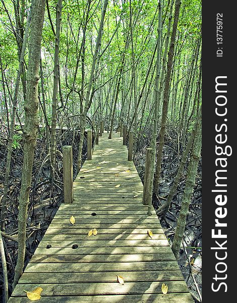 Mangrove forest