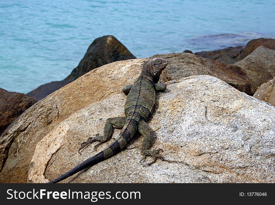 Iguana on the rocks of the Carrbean sea, Aruba