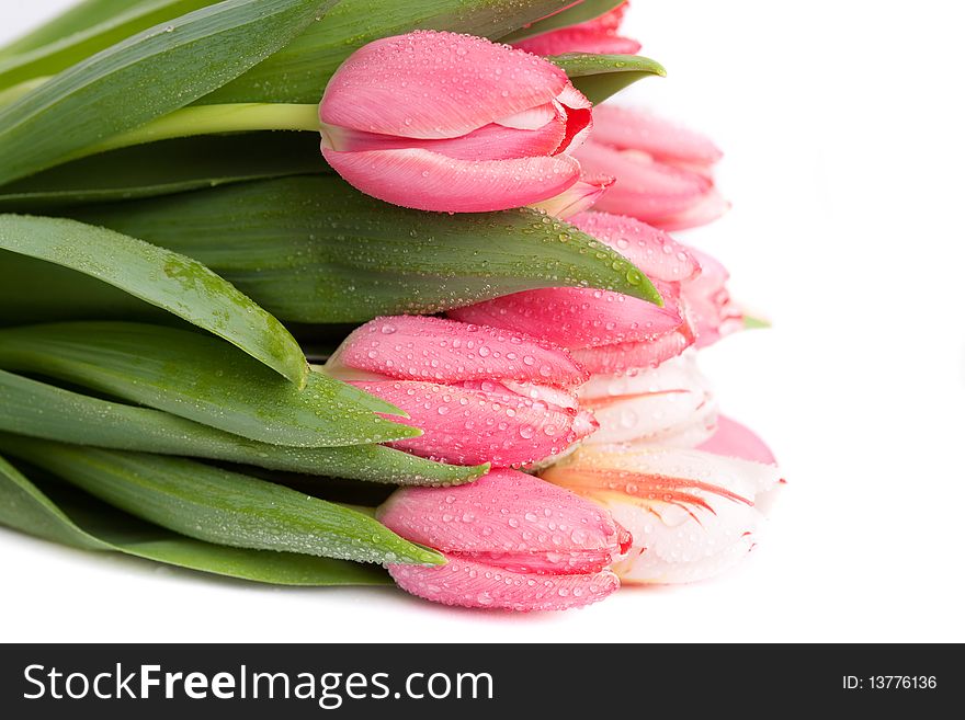 Pink tulip on a white background. Pink tulip on a white background