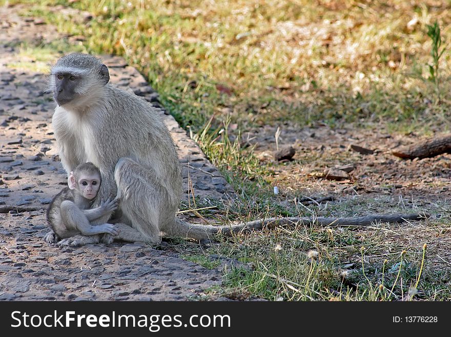 A baby vervet monkey stay close to his mother, looking at the camera, zambia. A baby vervet monkey stay close to his mother, looking at the camera, zambia