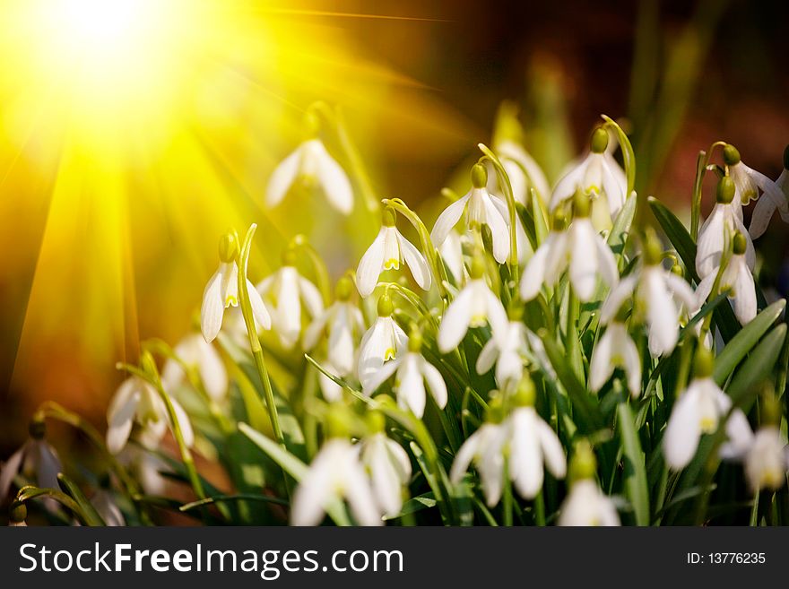 Close-up of white snowdrop flower on first spring day in snow. Close-up of white snowdrop flower on first spring day in snow