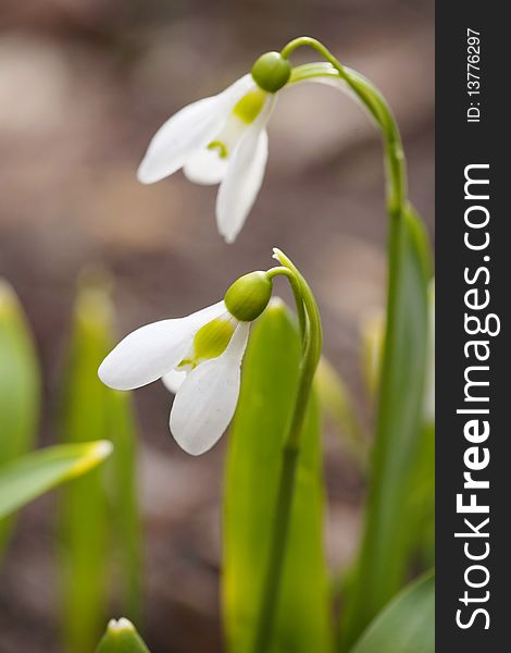 Gently snowdrop on natural background. Gently snowdrop on natural background