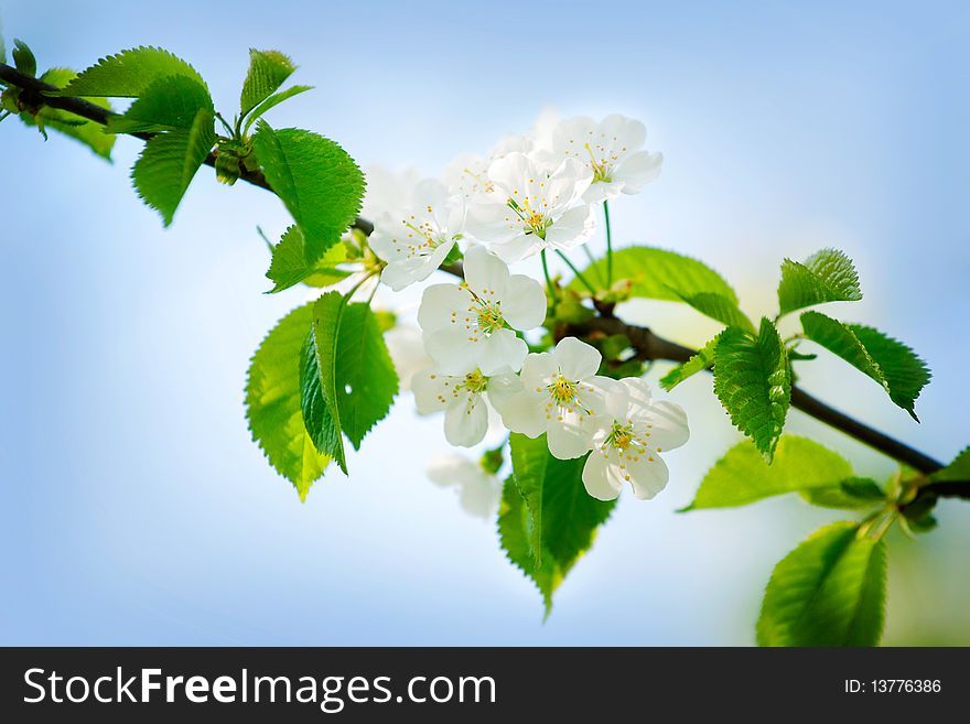 Spring cherry blossoms in natural background