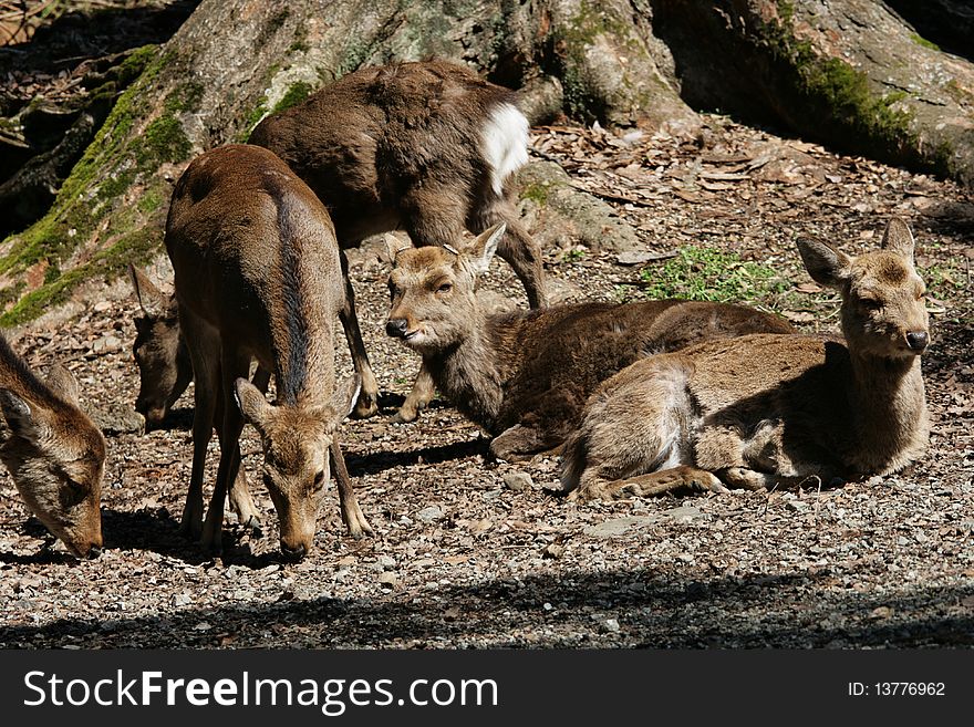 These are deer resting in a forest.  They live in Nara, Japan, a place famous for its deer. These are deer resting in a forest.  They live in Nara, Japan, a place famous for its deer.