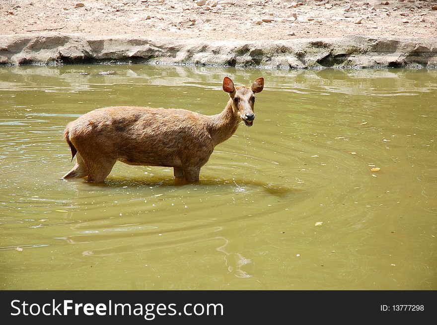 A deer drinking water at the pond