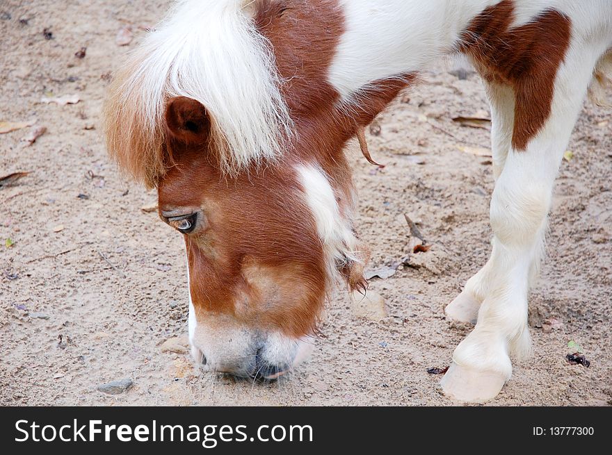 Close up of horse at the farm