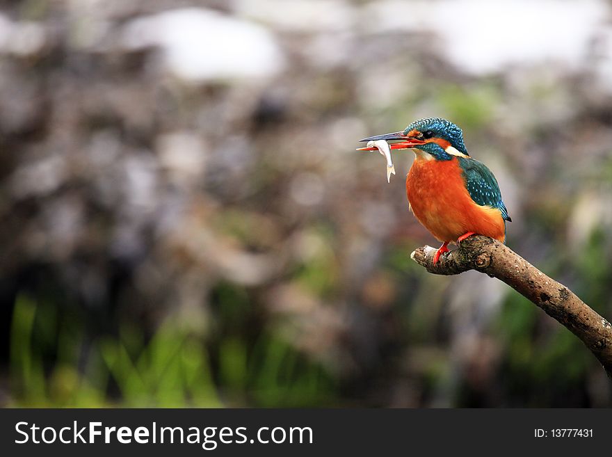A photo of a colorful kingfisher