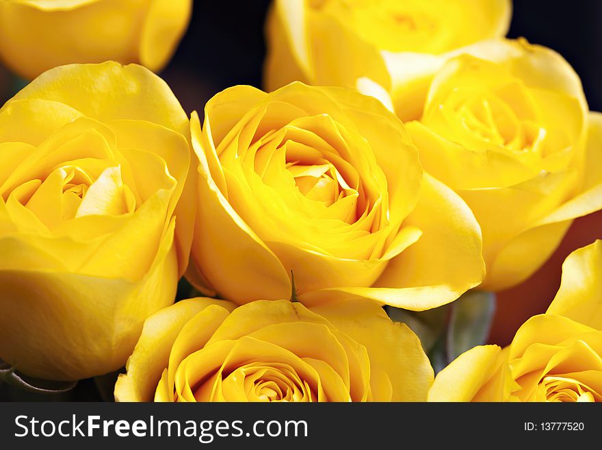 Yellow roses, colorful flowers closeup