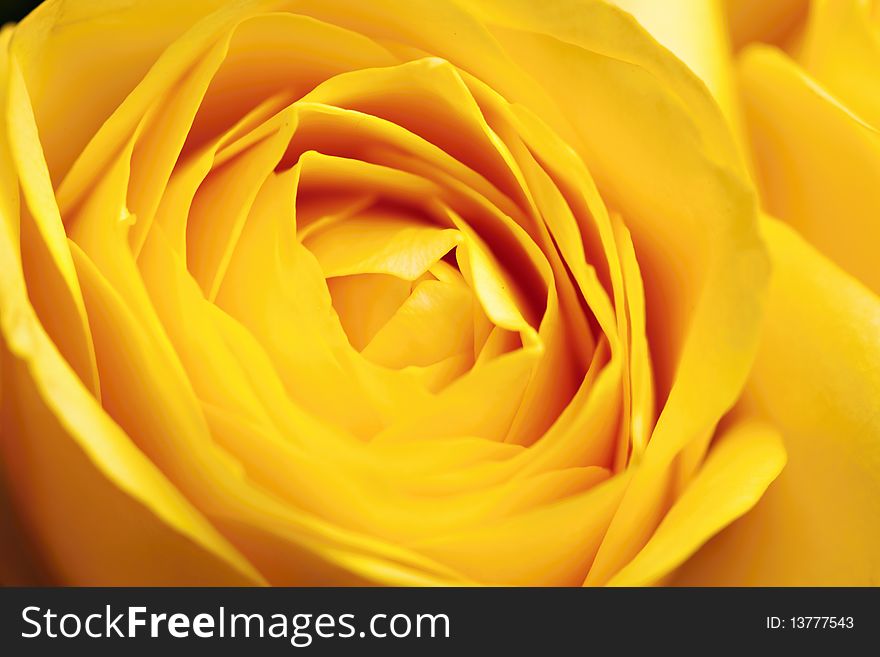 Yellow roses, colorful flowers closeup