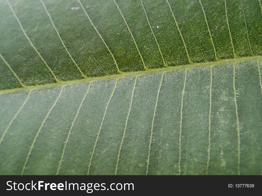 Green leaves, reticulated vein, to give people imagine.