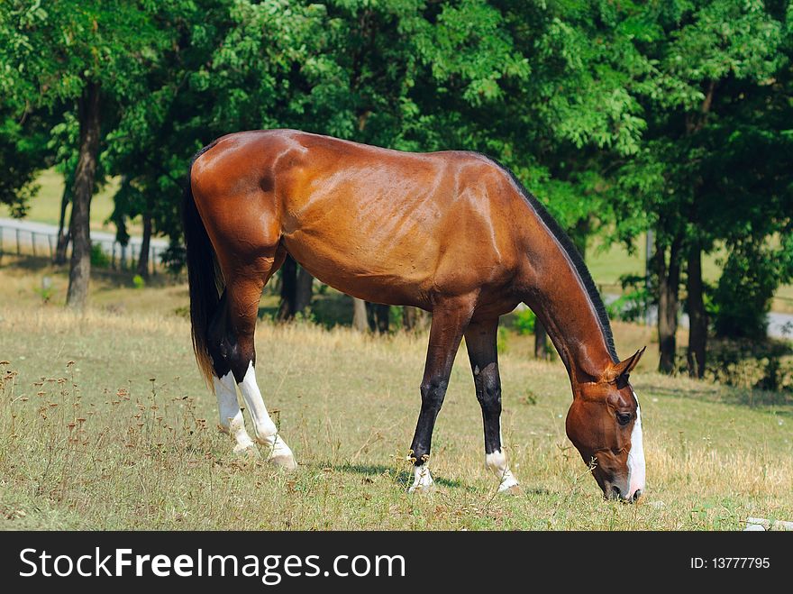 Horse on the posture in summer  day