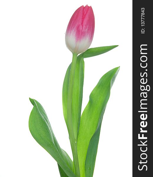 One tulip on isolated background, with room for text