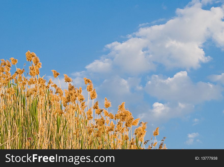 Thin green grass on the bright blue sky. Thin green grass on the bright blue sky