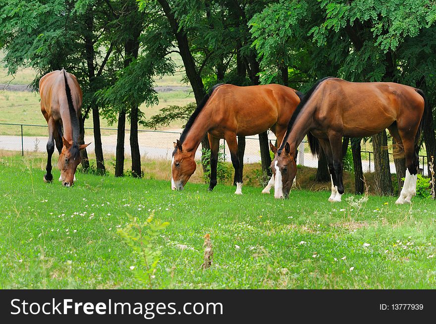 Horses on the posture in summer  day