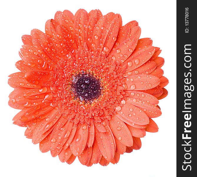 Macro of red daisy-gerbera head with water drops isolated on white