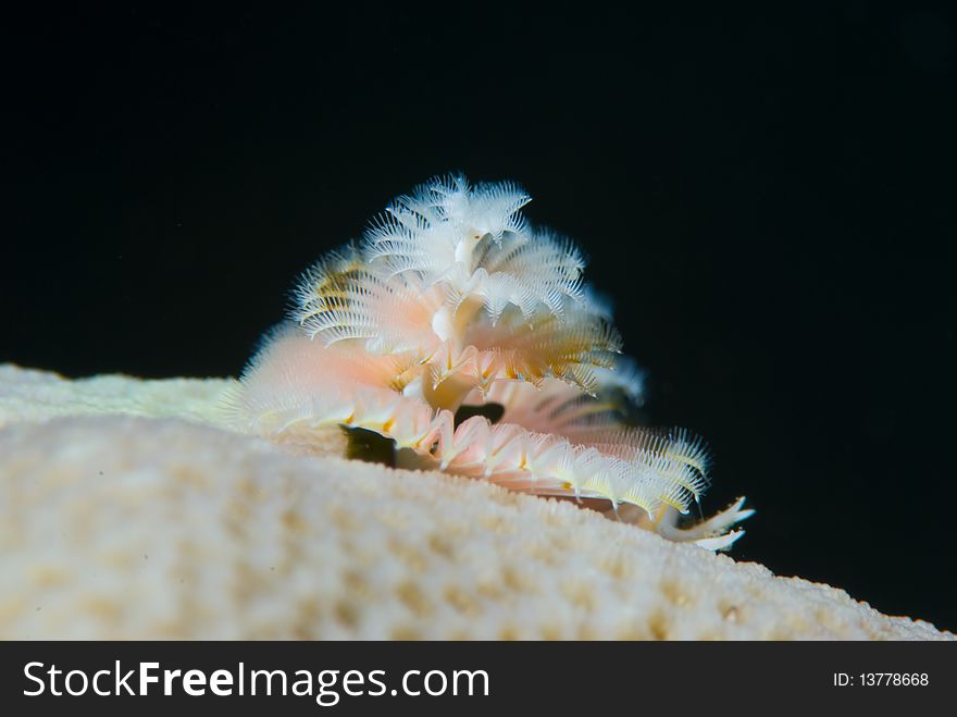 Christmas Tree Worm on Coral