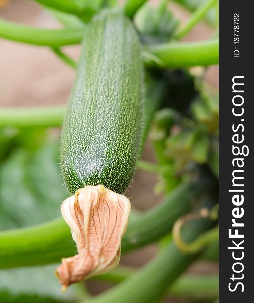 Green Zucchini Vegetable