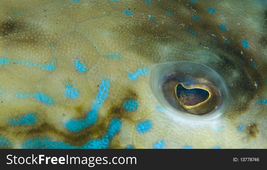 Close up of the eye of a Thornback trunkfish (Tetrosomus gibbosus). Red Sea, Egypt.