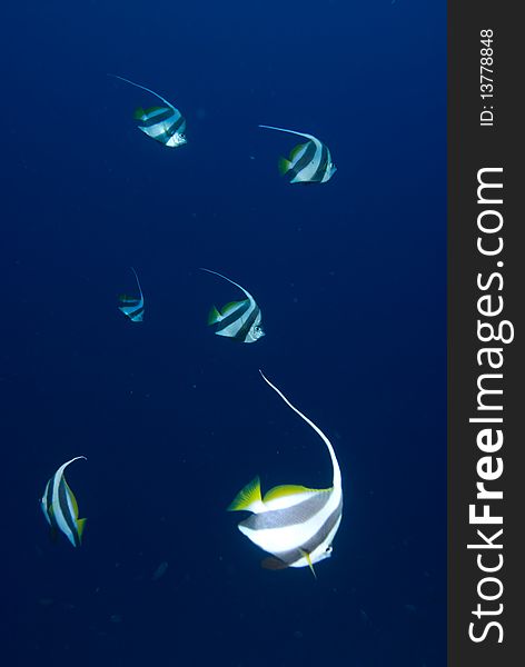 Schooling bannerfish (Heniochus diphreutes) in blue water. Red Sea, Egypt.