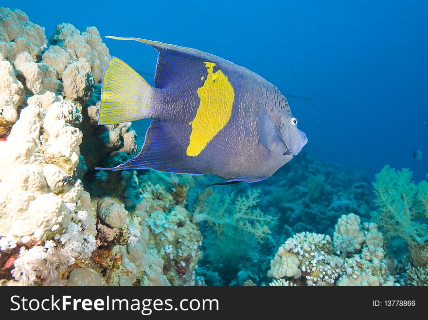 Yellowbar angelfish (Pomacanthus maculosus) and coral reef, Red Sea, Egypt.