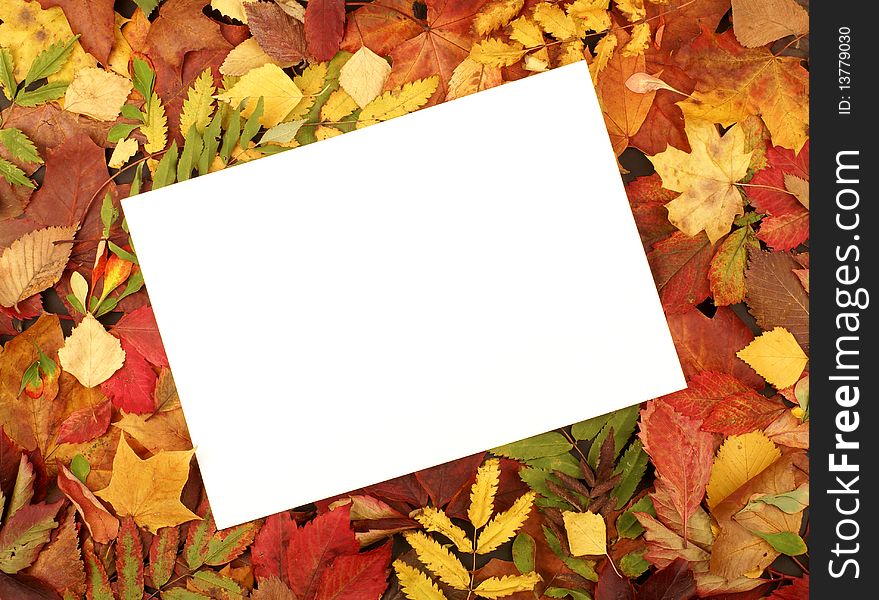 Blank sheet of paper on a autumn frame of colorful leaves.
