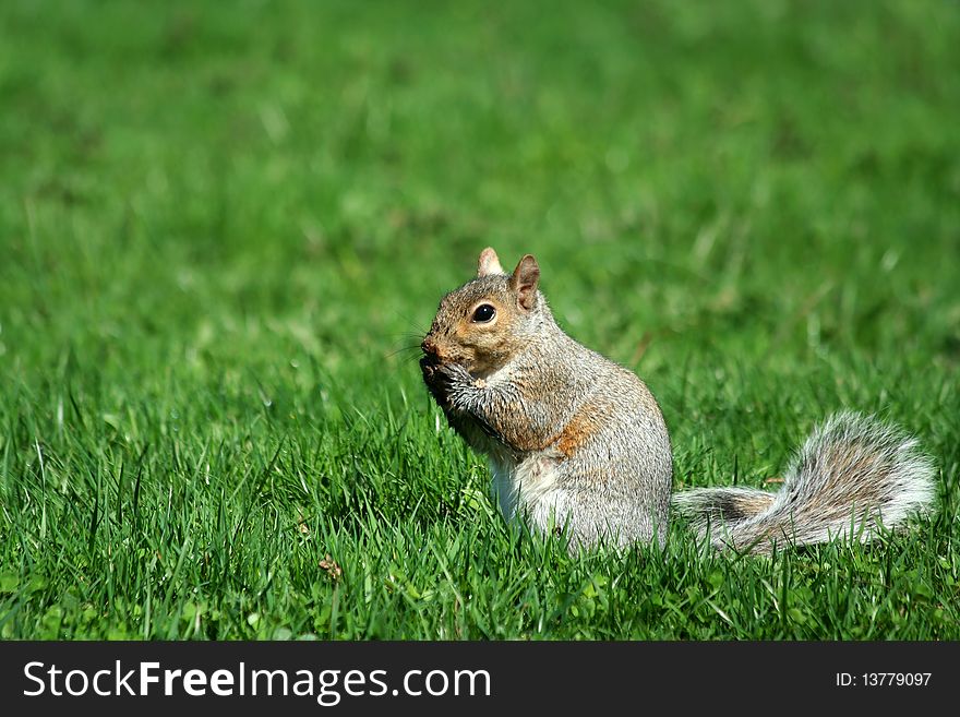 A grey squirrel eating on grass
