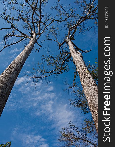 The tree growing together in the garden, Samutsongkram province, Thailand