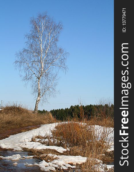 Spring landscape with birch and footpath