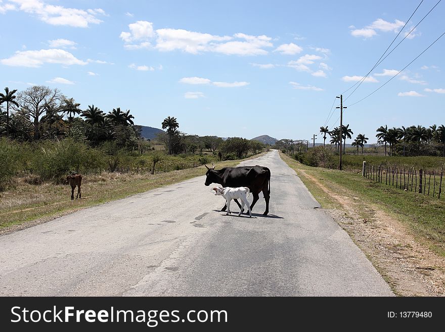 2 cows in the middle of a road in cuba