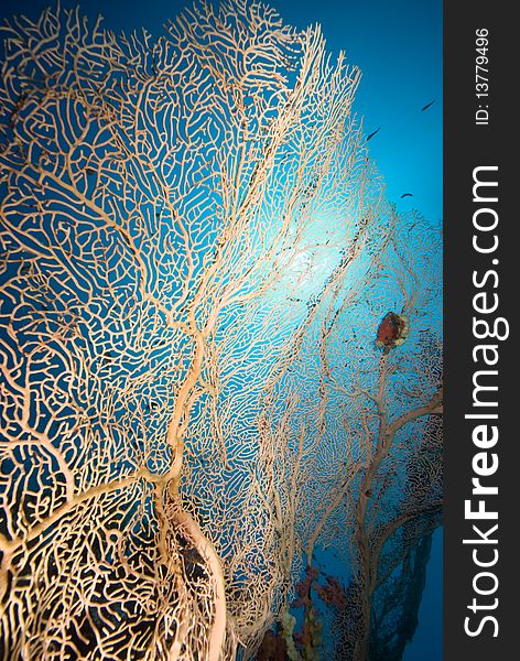 Soft coral sea fan with blue background