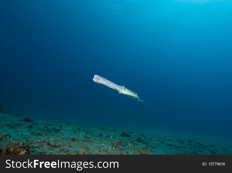 Full length shot of a Smooth cornetfish (fistularia commersonii), Red Sea, Egypt.