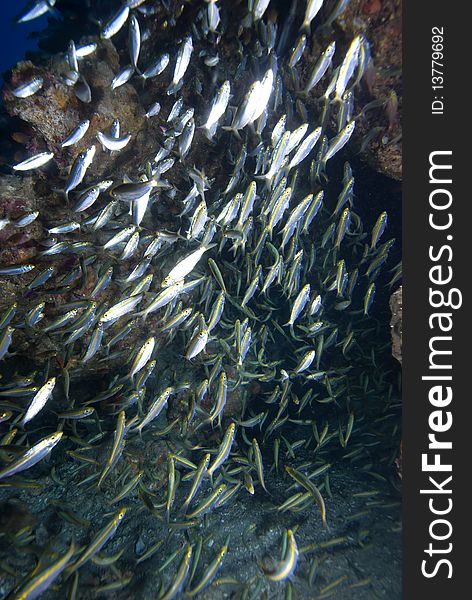 Small school of yellow-band fusilier (pterocaesio chrysozona). Red Sea, Egypt.