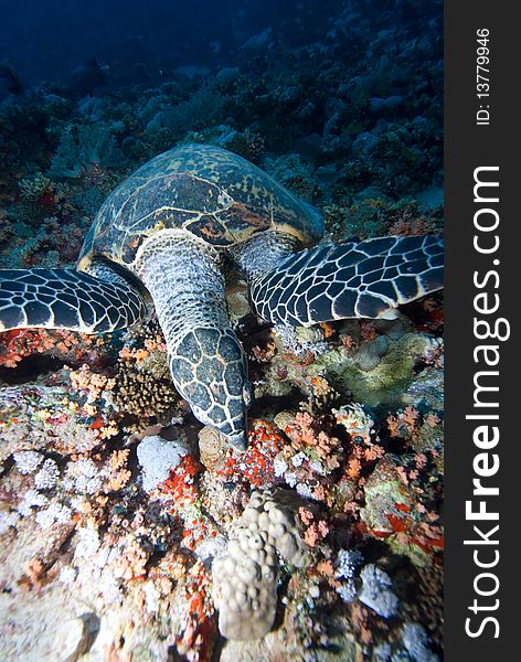 Hawksbill turtle (eretmochelys imbricata) feeding on soft coral. Red Sea, Egypt. Hawksbill turtle (eretmochelys imbricata) feeding on soft coral. Red Sea, Egypt.