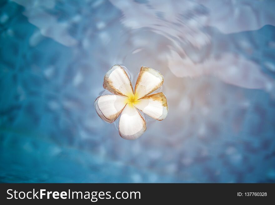 Frangipani flower in the swimming pool.