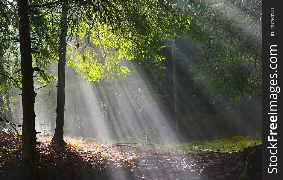 Sun rays shining through the trees in the conifer forest.