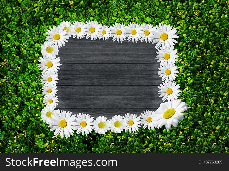 Spring blooming grass on wooden background for copy space
