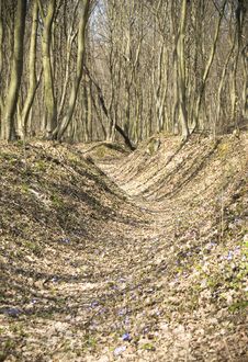 Spring Forest Moat Royalty Free Stock Photography Spring Forest Moat Royalty Free Stock Photography
