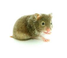 Hamster Stock Photography