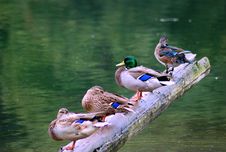 Wild Ducks Stock Photography Wild Ducks Stock Photography