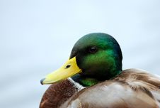 Wild Duck Royalty Free Stock Photo