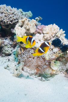 Anemone Fish Royalty Free Stock Images Anemone Fish Royalty Free Stock Images