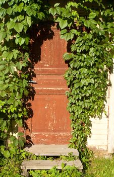 Old Door Twined An Ivy Royalty Free Stock Photography