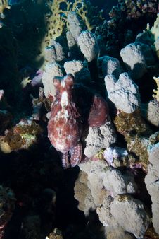Octopus And Coral Reef Stock Photo Octopus And Coral Reef Stock Photo