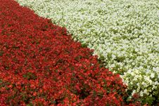 Flower Bed With Flowers Stock Image Flower Bed With Flowers Stock Image