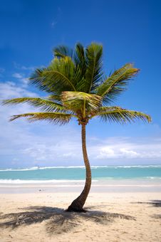 Exotic Beach With Palm Royalty Free Stock Image