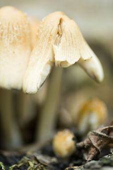 Wild Mushrooms Close Up Royalty Free Stock Image