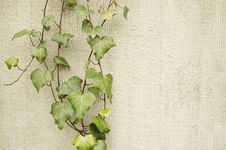 Ivy On A Wall Stock Images Ivy On A Wall Stock Images