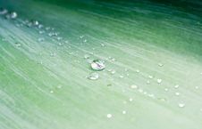Water Droplets On Green Agave Leaf Royalty Free Stock Images