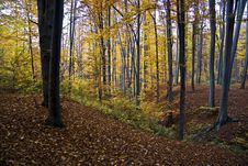 Autumn Forest On Hill Stock Image Autumn Forest On Hill Stock Image